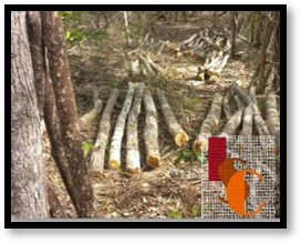 Investigan tala ilegal de 300 árboles en peligro de extinción en Tenabo. 